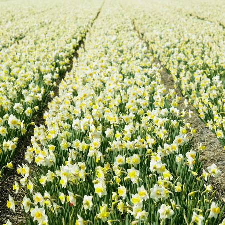 daffodil field, Netherlandsの写真素材
