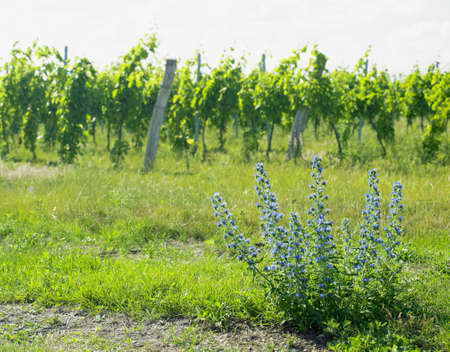 vineyards, Palava, Czech Republicの写真素材