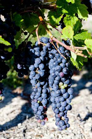 blue grape in Bordeaux Region, Aquitaine, France