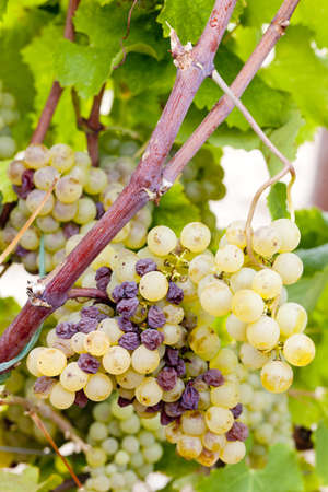 white grape in Sauternes Region, Aquitaine, Franceの写真素材