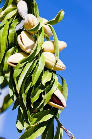 almond tree, Portugalの写真素材