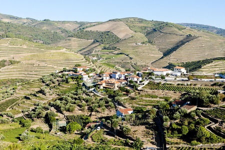 vineyars in Douro Valley, Portugal