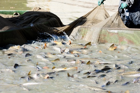 harvesting pondの写真素材