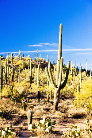 Saguaro National Park, Arizona, USAの写真素材