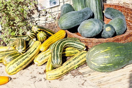 still life of pumpkins