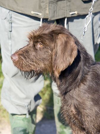 hunting dogの写真素材