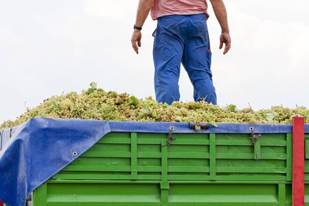 wine harvest, Castile-La Mancha, Spainの写真素材