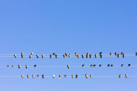 birds sitting on wire, Nevada, USAの写真素材