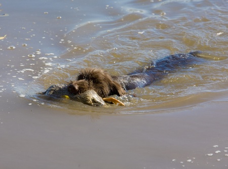 hunting dog with a catch