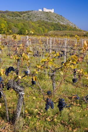 ruins of Devicky castle with vineyard, Czech Republicのeditorial素材