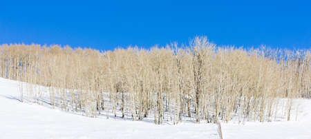 winter fores, Utah, USAの写真素材