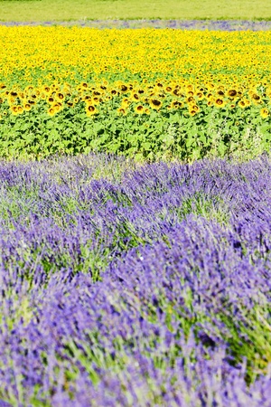 lavender and sunflower fields, Provence, Franceの写真素材