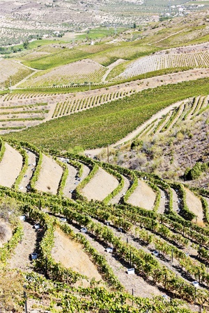 vineyars in Douro Valley, Portugalのeditorial素材