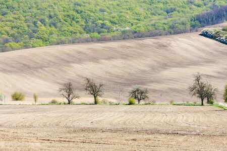 landscape with a field in Southern Moravia, Czech Republic