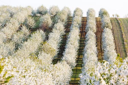 blooming orchard in spring, Czech Republicの写真素材