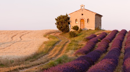 chapel with lavender and grain fields, Plateau de Valensole, Provence, Franceの写真素材