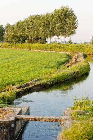 rice field near Tornaco, Piedmont, Italyの写真素材