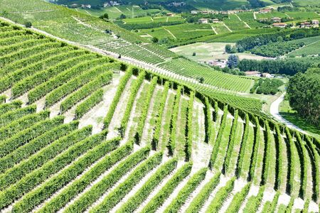 vineyars near Barbaresco, Piedmont, Italyの写真素材