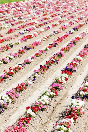 flower field, Provence, Franceの写真素材