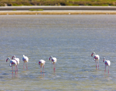 flamingos, Parc Regional de Camargue, Provence, Franceの写真素材