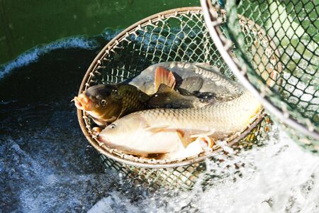 harvesting pondの写真素材