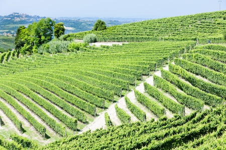 vineyars near Barbaresco, Piedmont, Italyの写真素材
