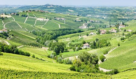 vineyars near Barbaresco, Piedmont, Italy