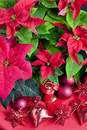 Christmas still life with Poinsettiaの写真素材