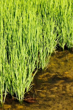 rice field, Piedmont, Italyの写真素材