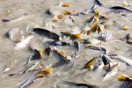harvesting pondの写真素材