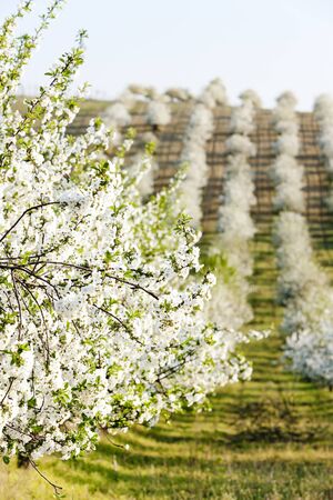 blooming orchard in spring, Czech Republicの写真素材