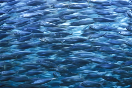 aquarium, Loro Parque, Tenerife, Canary Islands, Spainの写真素材