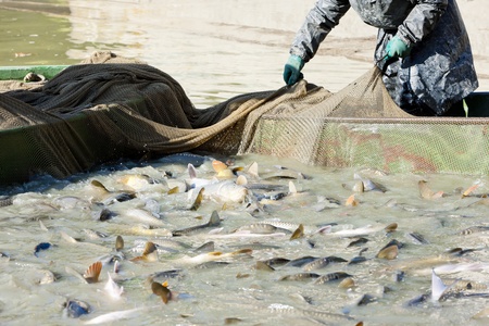 harvesting pondの写真素材