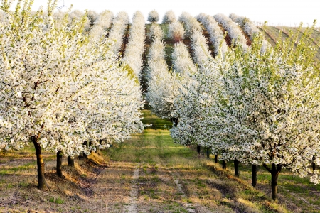 blooming orchard in spring, Czech Republicの写真素材