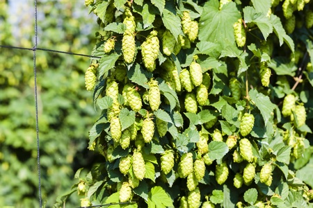 hops in hops garden, Czech Republicの写真素材