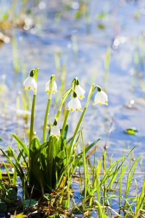 spring snowflakesの写真素材