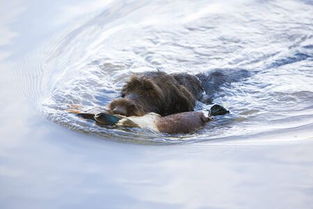 hunting dog with a catch