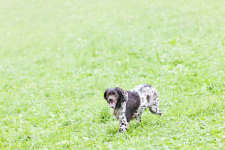 running hunting dogの写真素材