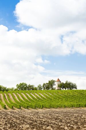 vineyard with windmill near Ribagnac, Dordogne Department, Aquitaine, France