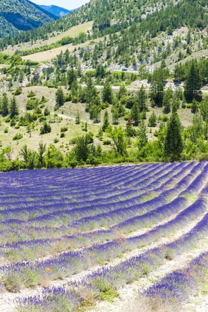 lavender field near Tavard, Rhone-Alpes, Franceの写真素材