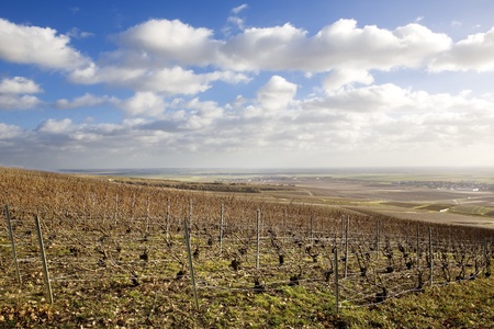 vineyards of Champagne Region, Burgundy, Franceの写真素材