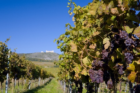 ruins of Devicky castle with vineyard, Czech Republicの写真素材