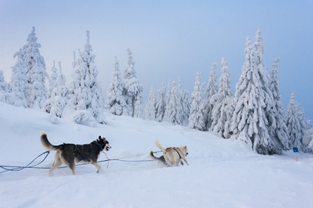 sledge dogging, Sedivacek''s long, Czech Republicの写真素材