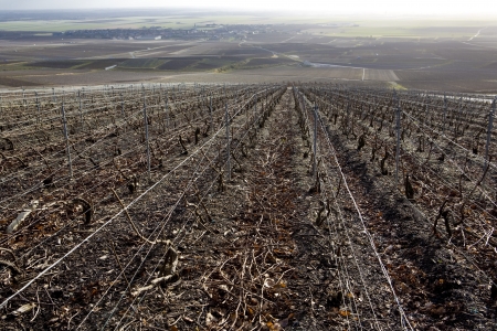 vineyards of Champagne Region, Burgundy, Franceの写真素材