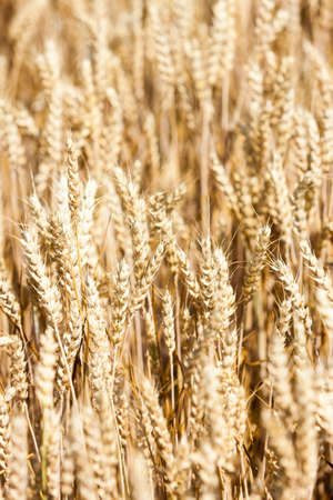 close up of grain fieldの写真素材