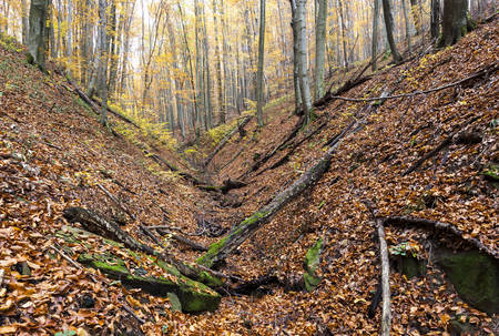 forest in autumn, Slovakiaの写真素材