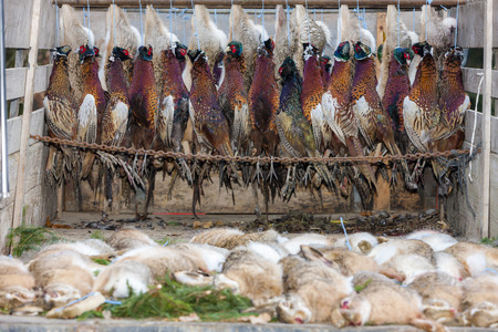 excludes of caught animalsの写真素材