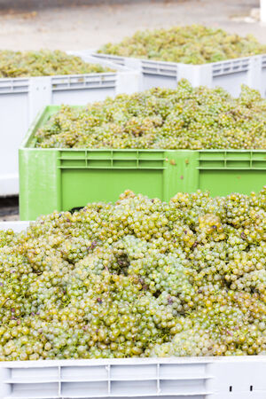 wine harvest, Southern Moravia, Czech Republicの写真素材