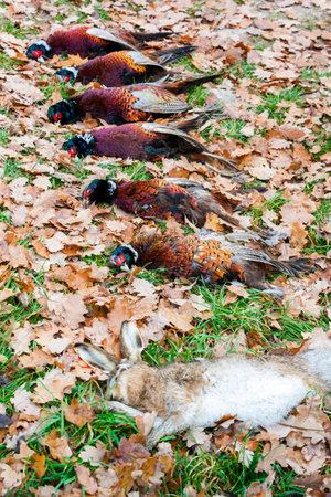 excludes of caught animalsの写真素材