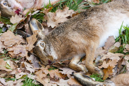 excludes of caught animals (hare)の写真素材
